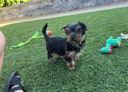 Yorkshire Terrier - Zoé