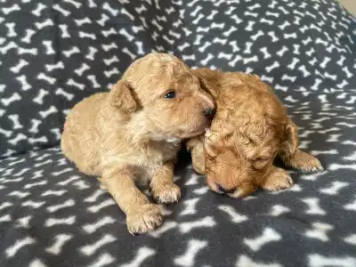 Trpasličí pudl - Domian