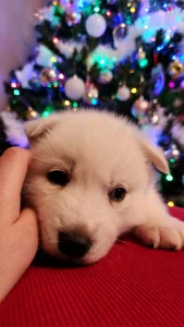 Szibériai husky - Rubin Of Polar Moonlights