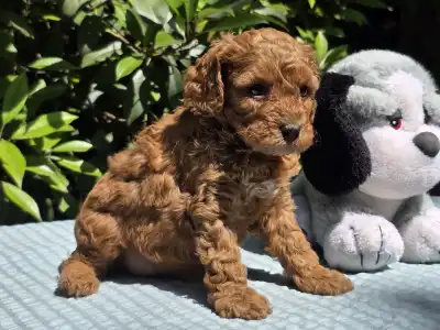 Cavapoo - Jackson