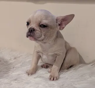 French Bulldog - Susan