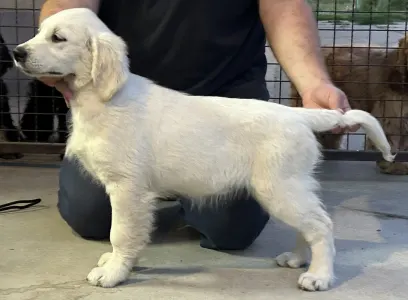 Golden Retriever - Tesa