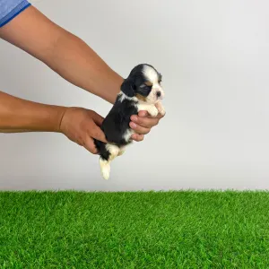 Cavalier King Charles Spaniel - Viotti