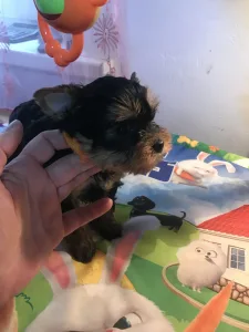 Yorkshire Terrier - Csenge