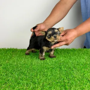 Yorkshire Terrier - Wolke