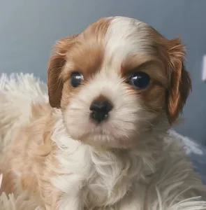 Cavalier King Charles Spaniel - Glenn