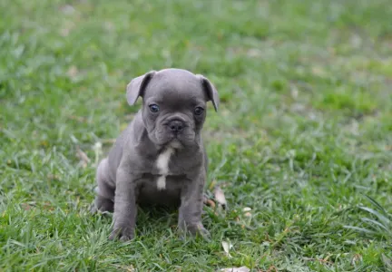 Bouledogue français - Madeleine 
