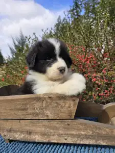 Border Collie - Gingers Heritage Jasper Bloom