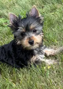 Terrier australien à poil soyeux - Daphné