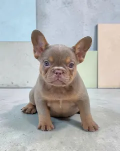 Buldog francuski - 🌸princess🌸