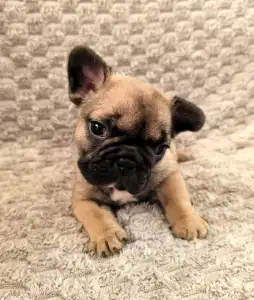 Französische Bulldogge - Miora Frenchie Summer