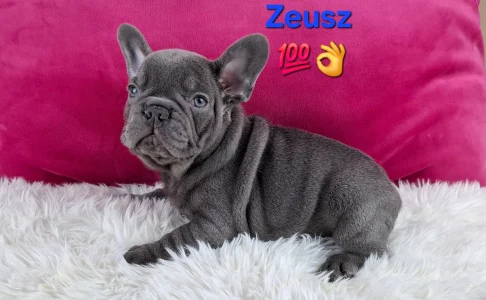 French Bulldog - Zeusz