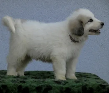 Pyrenean Mountain Dog - Candybelldream Egon