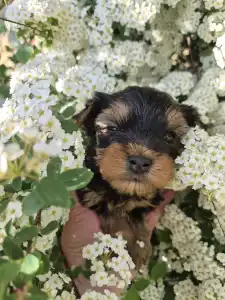 Yorkshire Terrier - Rio De Janeiro