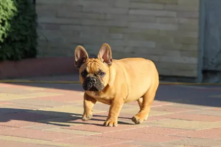 French Bulldog - Uriel