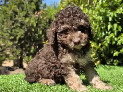 Cavapoo - Fedra