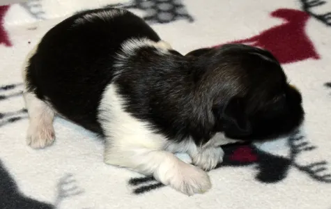 Havanese - Oro De Habana Yvonne
