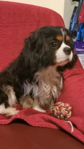 Cavalier King Charles Spaniel - Blackmeno-házi Xavier ( Diégó)