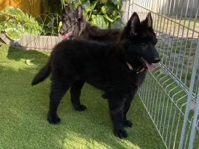 Belga juhászkutya - Gerőcsvári Freya