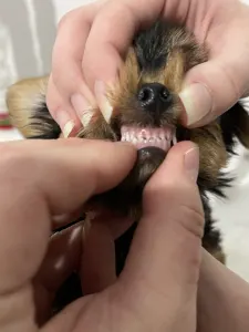 Yorkshire Terrier - Cindy