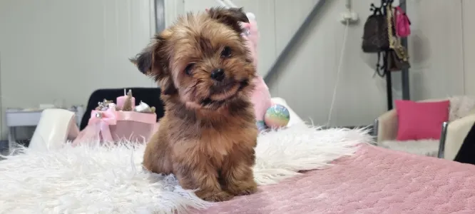 Biewer Terrier - Mira