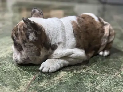 Bulldog francese - Bella