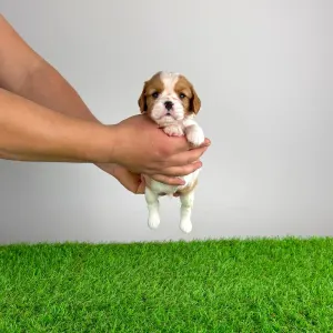 Кавалер кинг-чарльз-спаниель - Effi