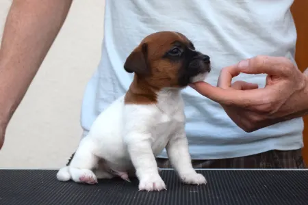Jack Russell Terrier - Xandro
