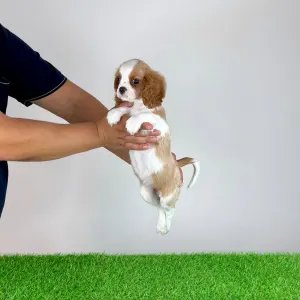 Cavalier king Charles spaniel - Vila