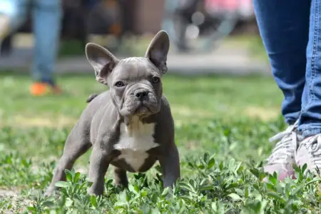 Francia bulldog - Montclair