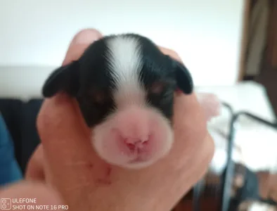 Cavalier King Charles Spaniel - Grófnő 
