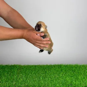 German Pomeranian Spitz - Bennet