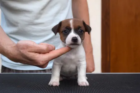 Jack Russell Terrier - Xena