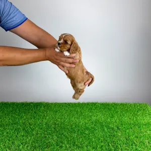 Cavalier King Charles Spaniel - Weeny