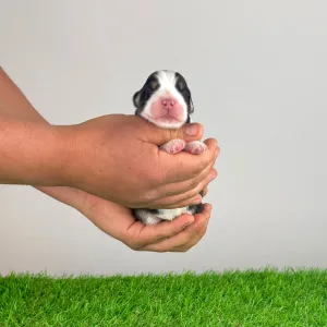 Australian Shepherd - Elixir