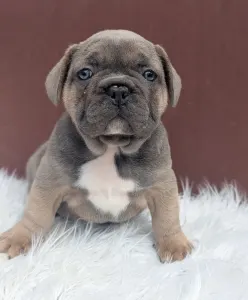 Buldog francuski - Jamie