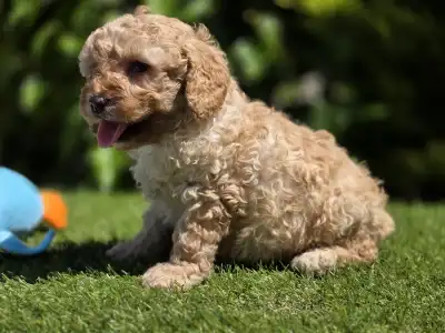 Cavapoo - Max