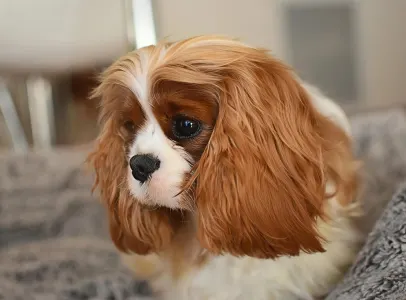 Cavalier King Charles Spaniel - Aria
