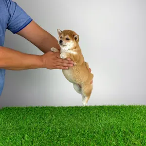 Shiba Inu - Infinity 
