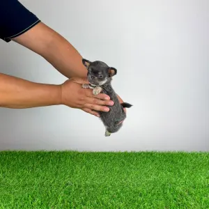 Chihuahua - Orina