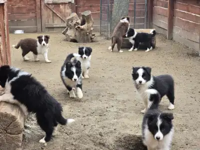 Border Collie - Sio-Bella