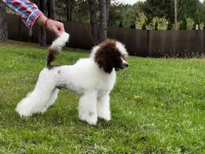 Toy pudl - Amore ( Dark Brown Particolor ) Dwarf Poodle
