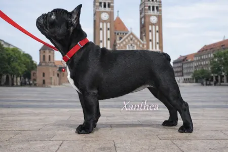 French Bulldog - Xanthea
