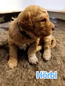 Lagotto Romagnolo - Best Hun-ter World Hörbi