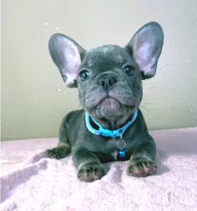 Buldog francuski - Leo