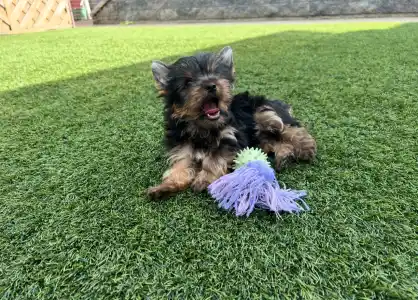 Yorkshire Terrier - Zoé