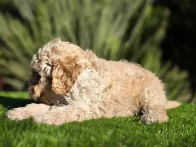 Cavapoo - Moha