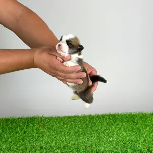 Welsh corgi pembroke - Elodie