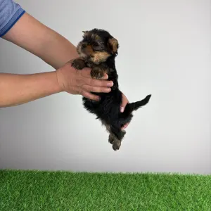 Yorkshire Terrier - Riffraff