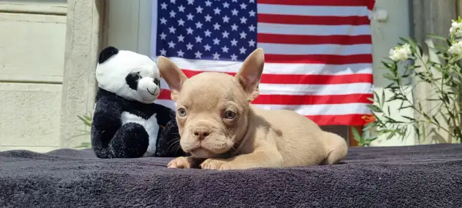 American Bully - Exotic - Yoda